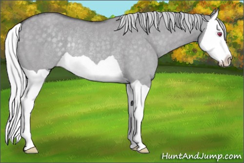 Horse Color:Silver Smoky Grullo Chinchilla Splash Rabicano