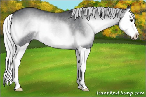 Horse Color:Silver Blue Onyx Chinchilla Splash
