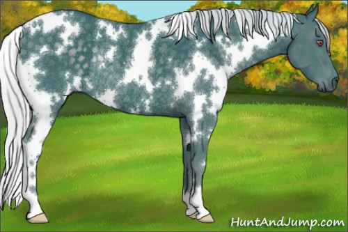 Horse Color:Watercolor White Spotted Silver Black Chinchilla Rabicano 