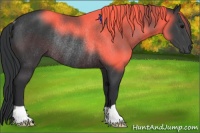 Horse Color:Black Rabicano 