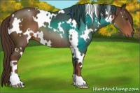 Horse Color:White Spotted Liver Chestnut