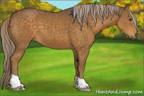 Horse Color:Chocolate Palomino 