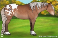 Horse Color:Silver Brown Sabino Tobiano Appaloosa 
