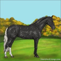 Horse Color:Liver Chestnut Mushroom Snowflake Varnish