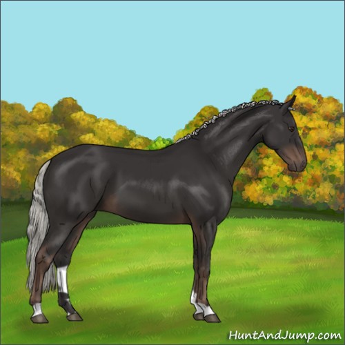 Horse Color:Liver Chestnut Mushroom 