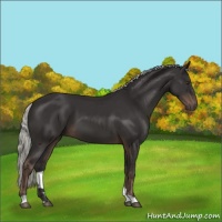 Horse Color:Liver Chestnut Mushroom 