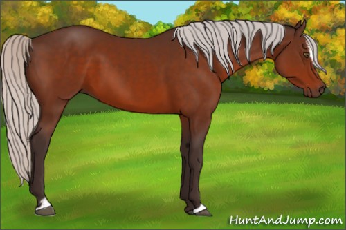 Horse Color:Silver Brown Sabino 