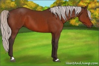 Horse Color:Silver Brown Sabino 