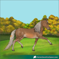Horse Color:Chocolate Palomino 