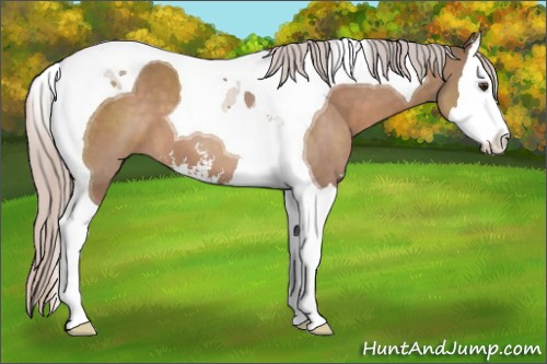 Horse Color:Silver Brown Dun Sabino Splash Tobiano 