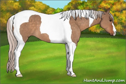 Horse Color:Silver Bay Dun Tobiano 