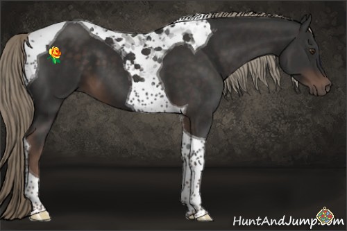 Horse Color:Liver Chestnut Tobiano 