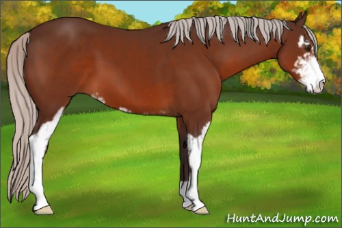 Horse Color:Silver Brown Sabino 