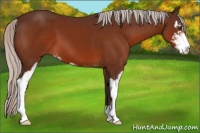 Horse Color:Silver Brown Sabino 