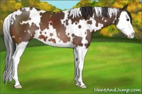 Horse Color:White Spotted Bay Splash 