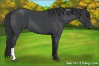 Horse Color:Blue Roan 