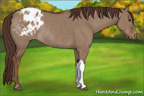 Horse Color:Liver Red Dun Appaloosa Rabicano 