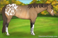 Horse Color:Buckskin Appaloosa Rabicano 