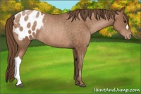 Horse Color:Brown Pearl Appaloosa Rabicano