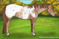 Horse Color:Liver Chestnut Pearl Appaloosa Rabicano 
