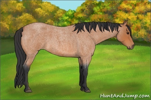Horse Color:Bay Roan 
