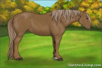 Horse Color:Chocolate Palomino