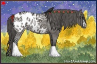 Horse Color:Grullo Appaloosa 