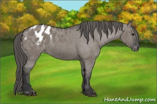 Horse Color:Grullo Appaloosa 