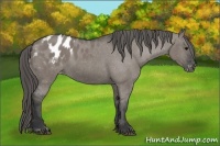 Horse Color:Grullo Appaloosa 