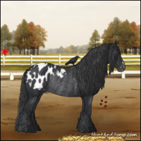 Horse Color:Black Appaloosa Rabicano 