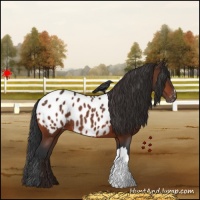 Horse Color:Brown Appaloosa 