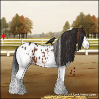 Horse Color:White Spotted Bay Sabino Splash Appaloosa 