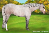 Horse Color:Silver Brown Appaloosa
