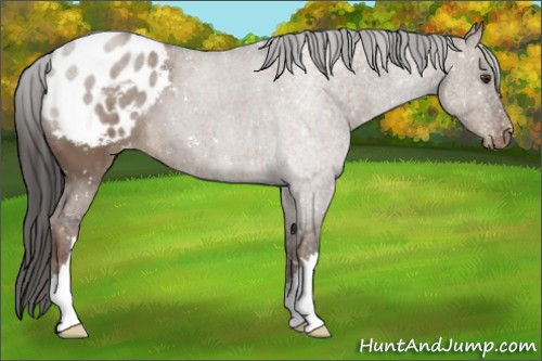 Horse Color:Liver Red Dun Snowflake Varnish