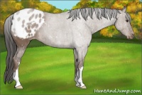 Horse Color:Liver Red Dun Snowflake Varnish 