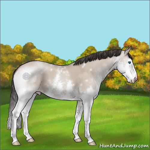 Horse Color:White Spotted Classic Champagne Dun Splash 