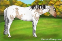 Horse Color:White Spotted Brown Dun Tobiano 