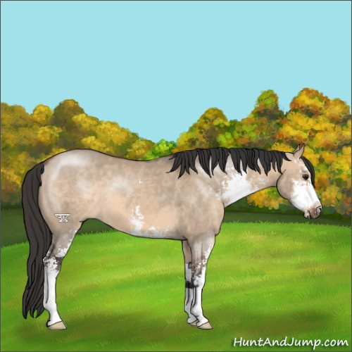 Horse Color:Brown Dun Sabino 