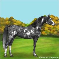 Horse Color:White Spotted Black Ice Sabino 