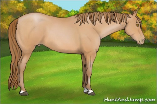 Horse Color:Bay Pearl 