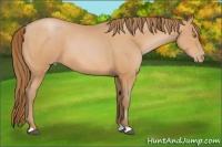 Horse Color:Bay Pearl 