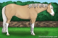 Horse Color:Silver Classic Champagne Splash