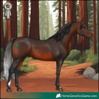 Horse Color:Bay 