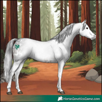 Horse Color:Gray White Spotted Brown Splash 
