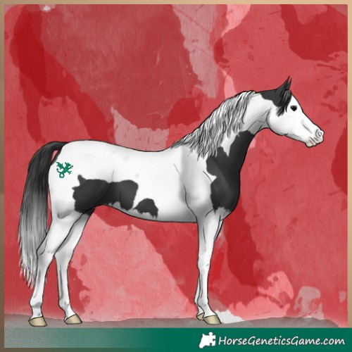 Horse Color:Black Splash Tobiano