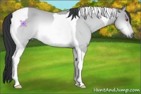 Horse Color:Brown Chinchilla Tobiano 