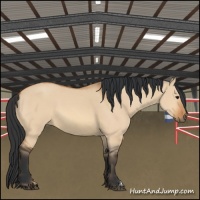 Horse Color:Bay Dun 