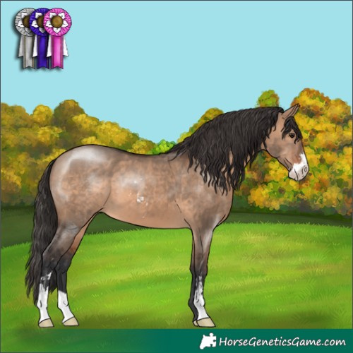 Horse Color:Brown Dun Sabino