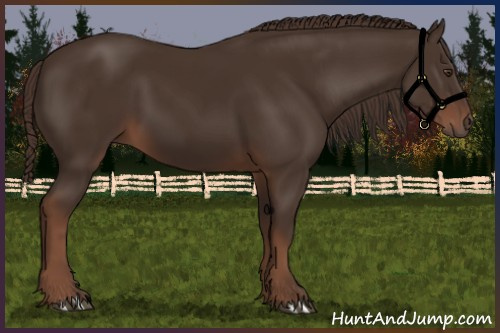 Horse Color:Liver Chestnut 