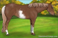 Horse Color:White Spotted Chestnut 